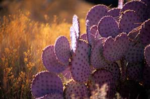 Pricly Pear Cactus, Arizona-James O'Mara
