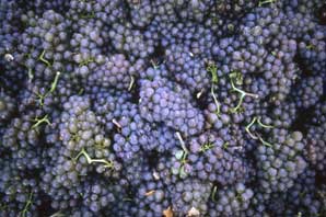 Red Grapes-BC Wine Country-James O'Mara