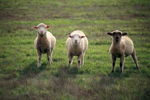 Three Sheeps-BC Wine Country-James O'Mara