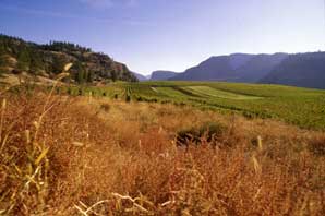 Golden Mile Vines and Grass-BC Wine Country-James O'Mara