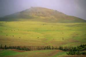 Waimea Hills-James O'Mara