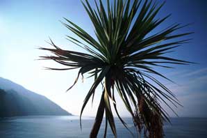 Palm-Liguria-James O'Mara